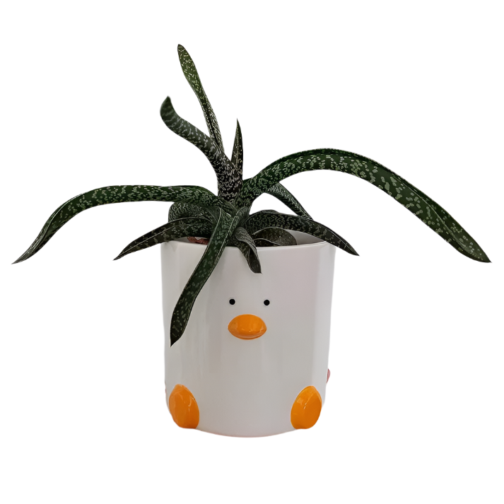 Duck-shaped plant pot with a succulent on a plain background
