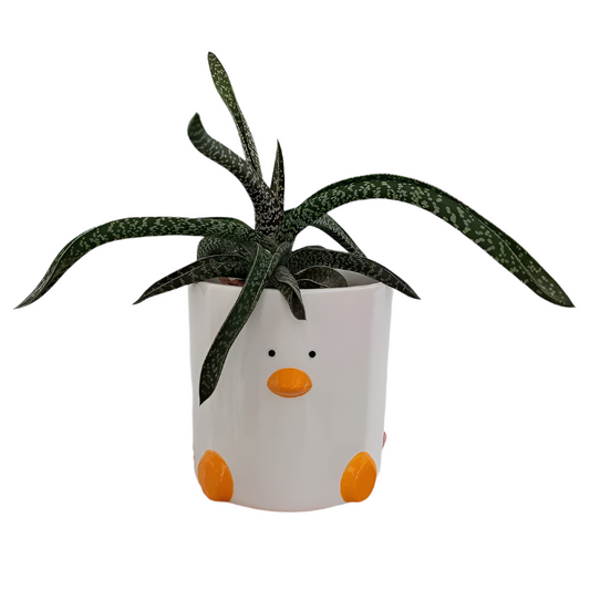 Duck-shaped plant pot with a succulent on a plain background
