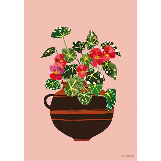 Begonia A3 print by Brie Harrison