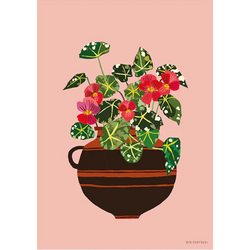 Begonia