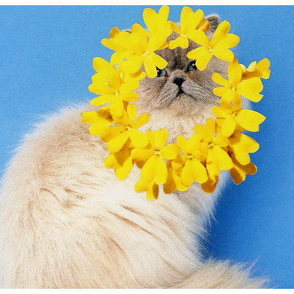The Cat Oracle Cards