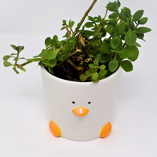 Duck Plant Pot by ceramicist Richard Moonstreet