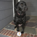 Image shows a black dog against a grey background sat in front of a white dog ball. The dog ball has colourful detailing to look like a chicken.